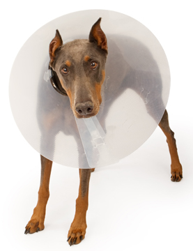 Doberman Pinscher Dog Wearing a Cone